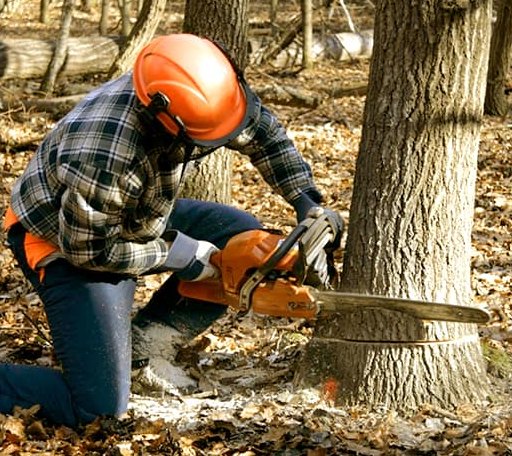 Tree Removal in Tulare, SD